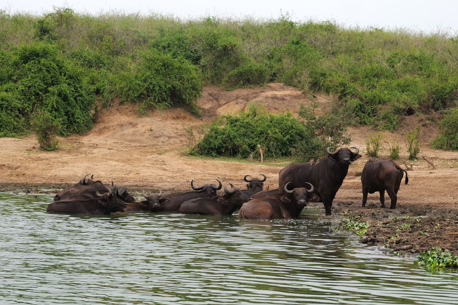 Buffalo herd cooling off at a waterhole, Queen Elizabeth National Park
