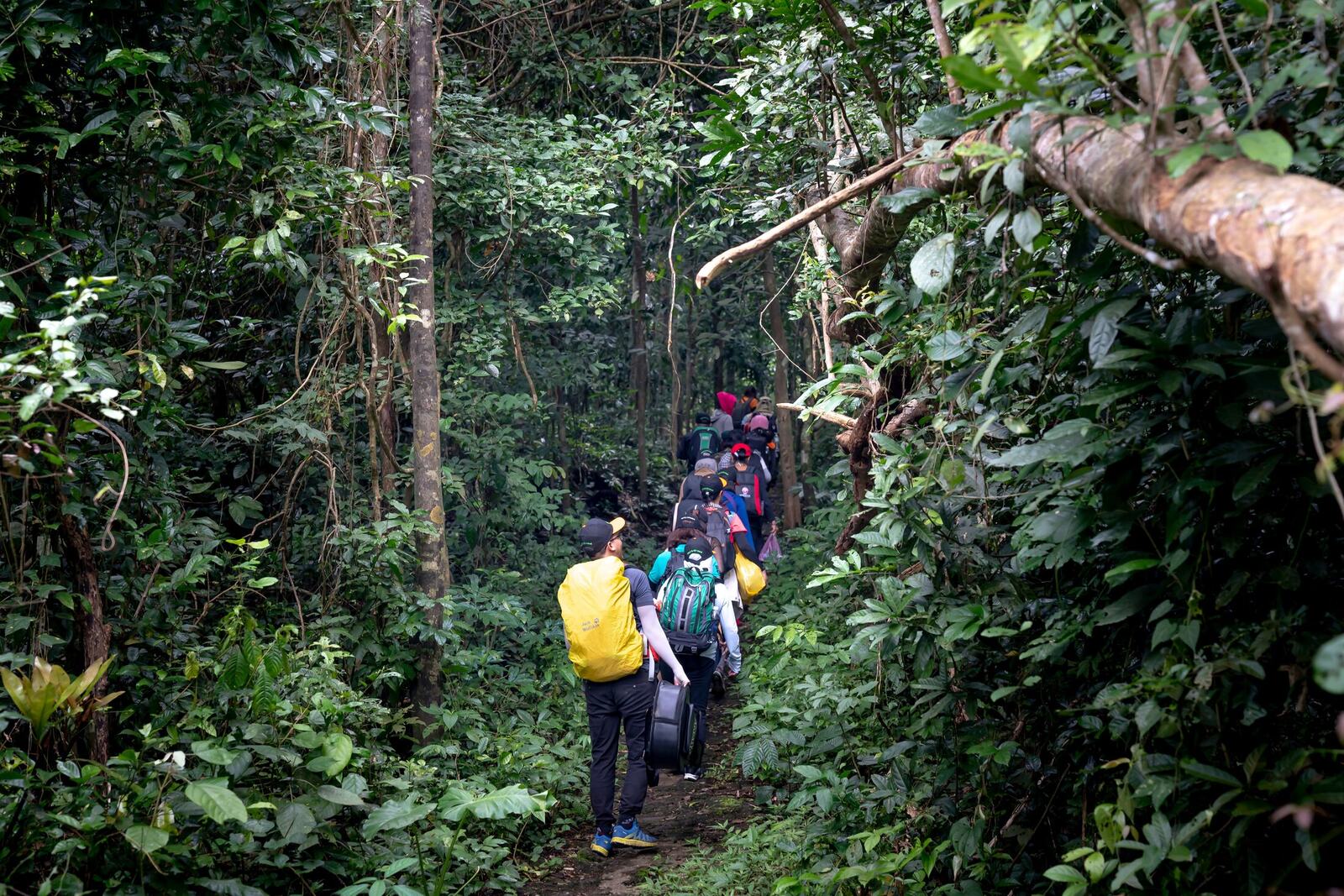 Trekking group making its way through dense Bwindi rainforest toward a gorilla family