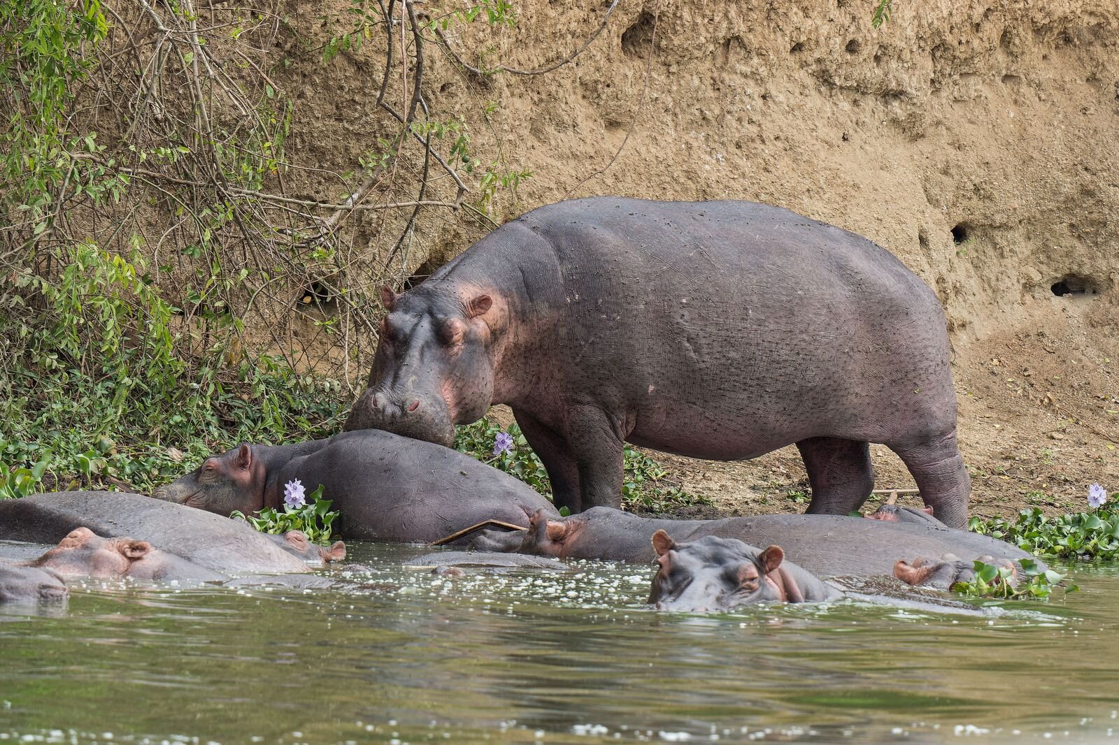 Hippo pod resting along the riverbank