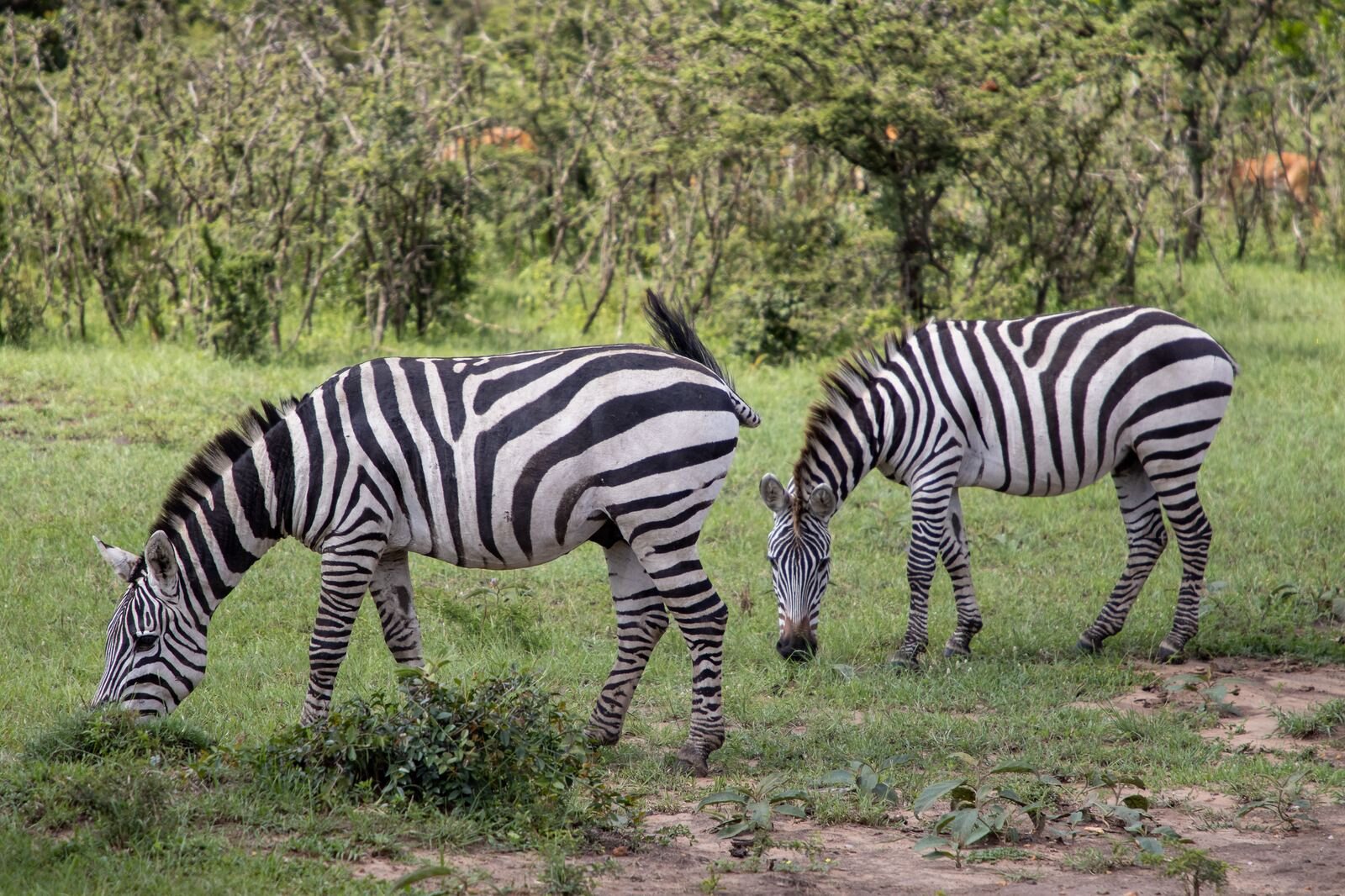 Zebras grazing in open grassland